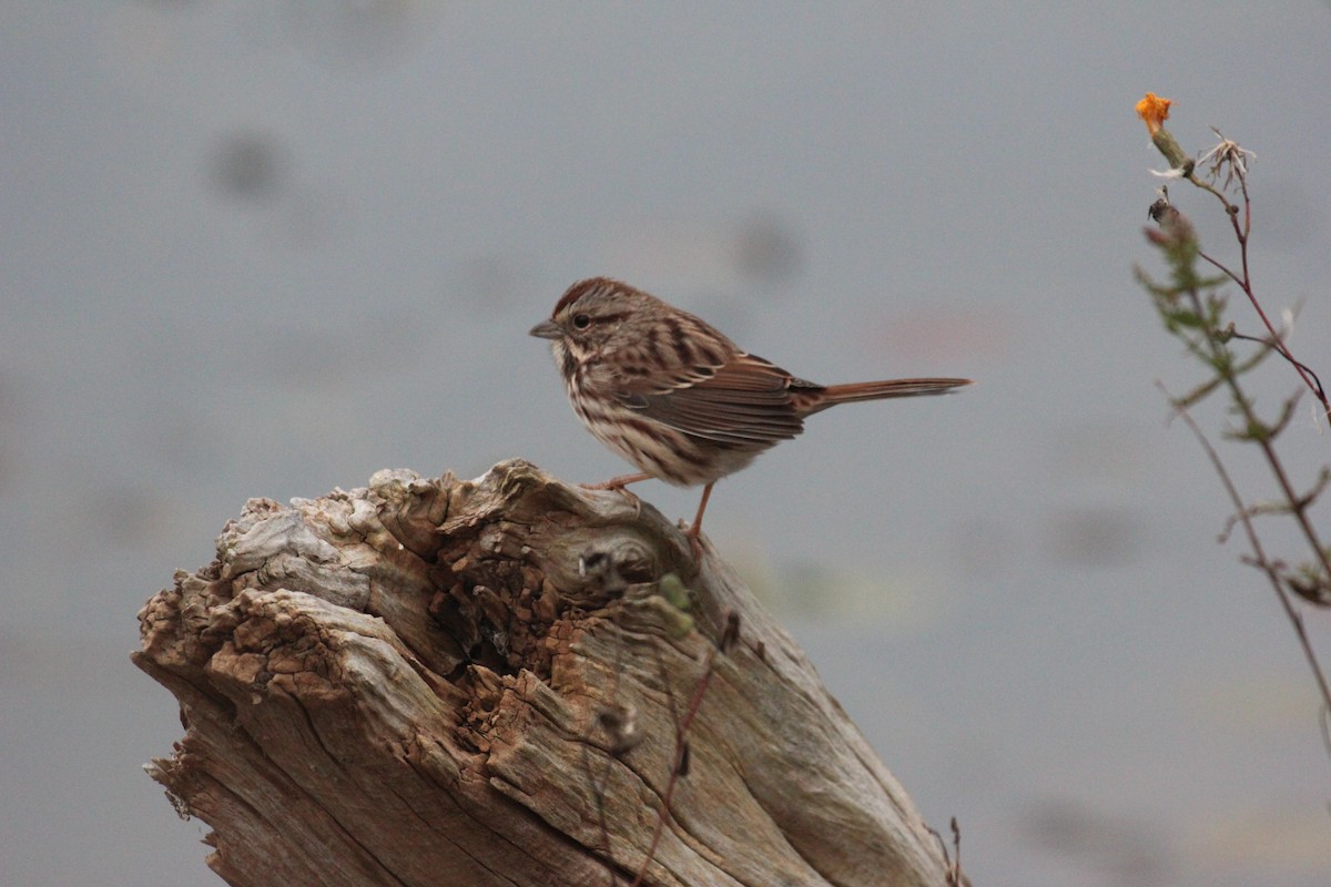 Song Sparrow - ML643671165