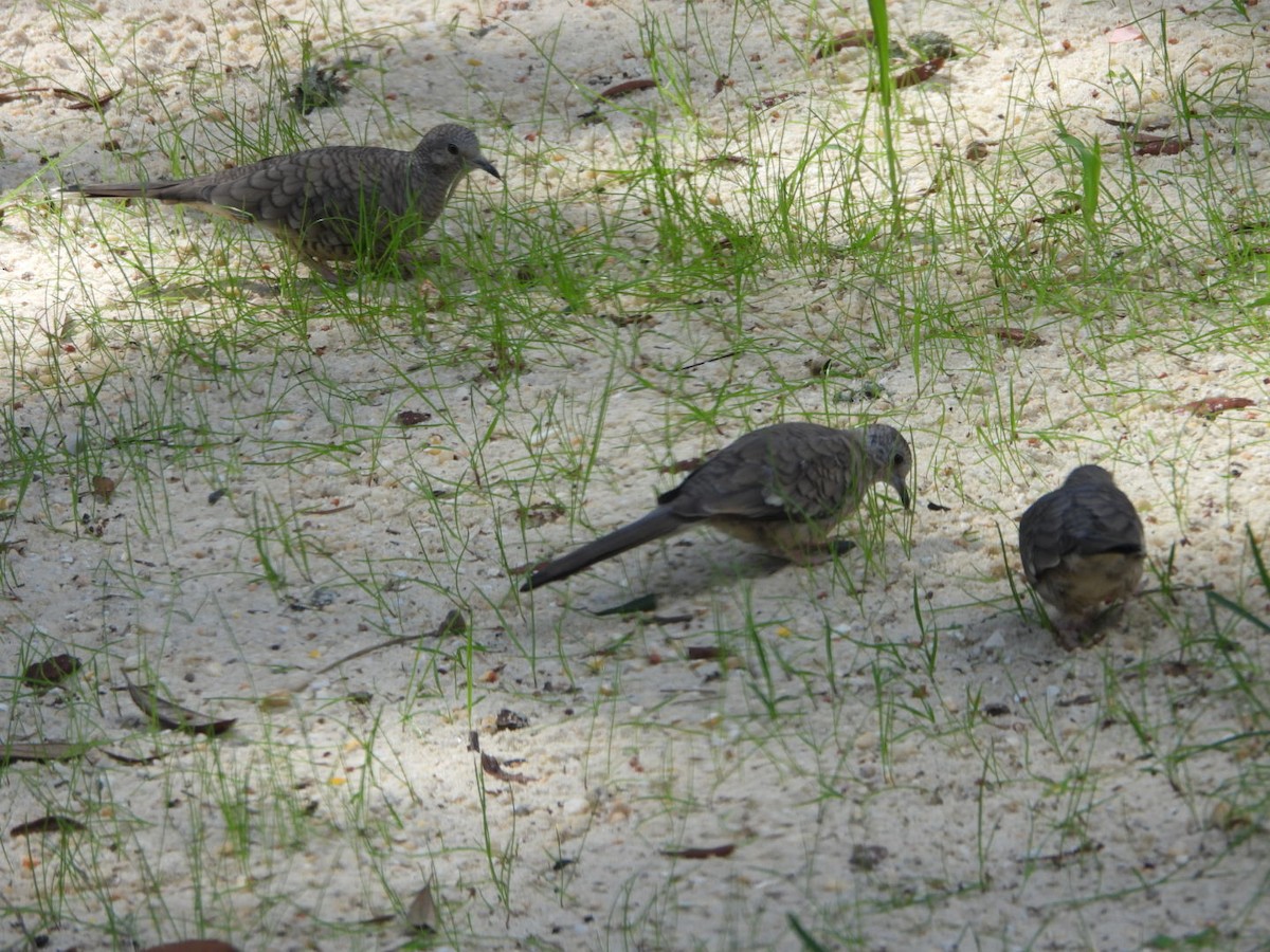 Inca Dove - ML643671175