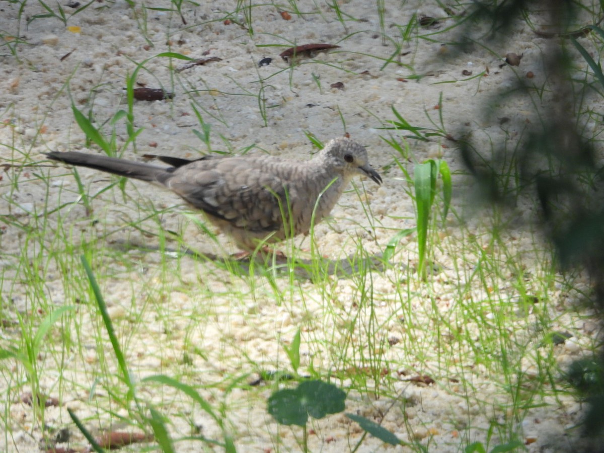 Inca Dove - ML643671176