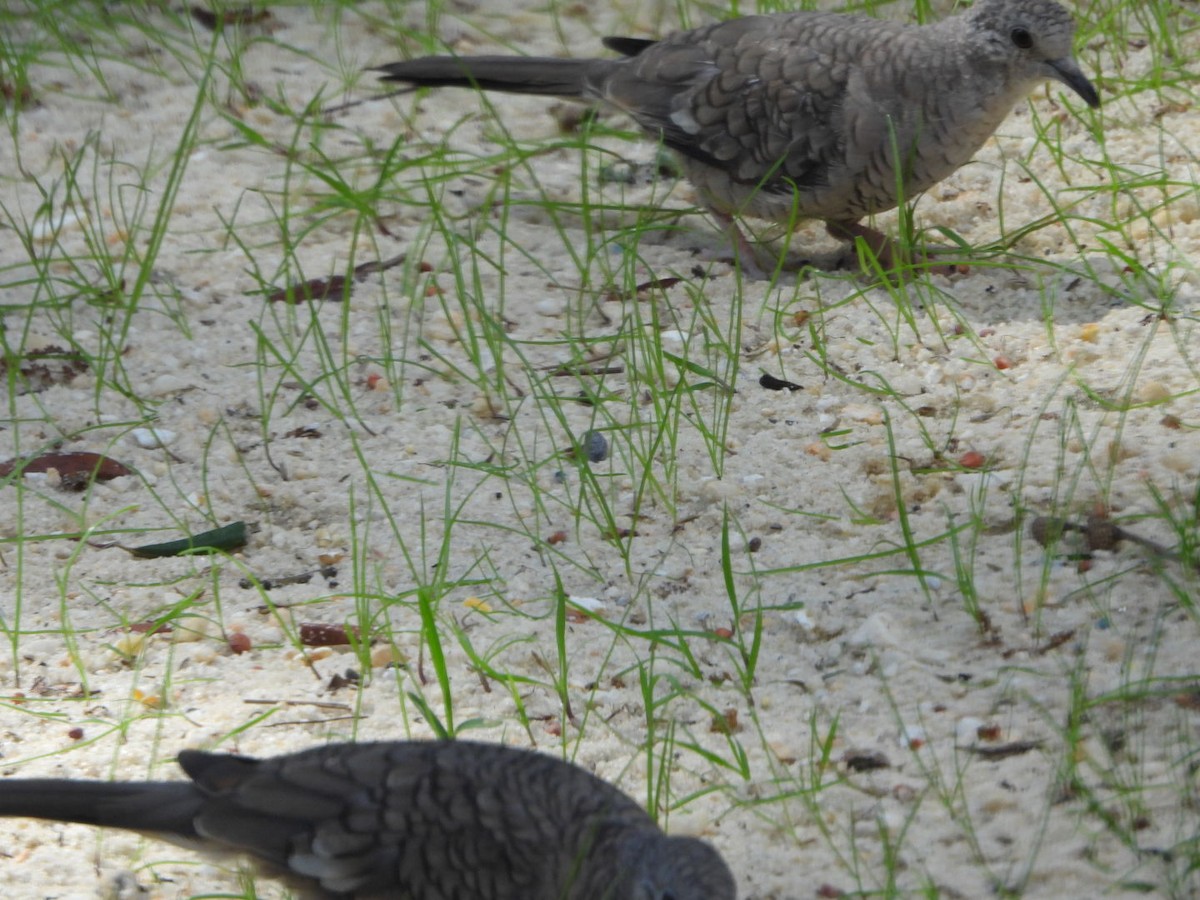 Inca Dove - ML643671177