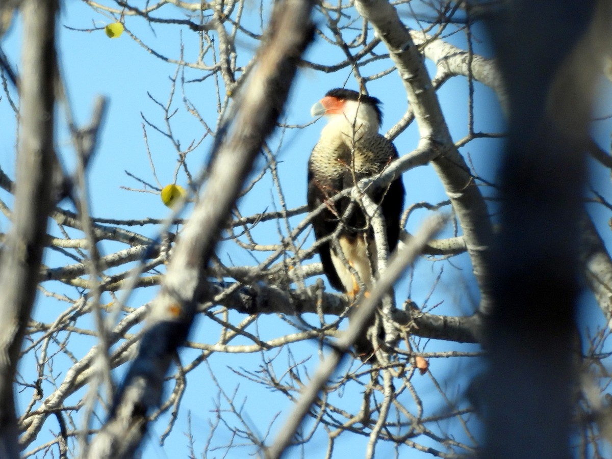 Crested Caracara - ML643671178