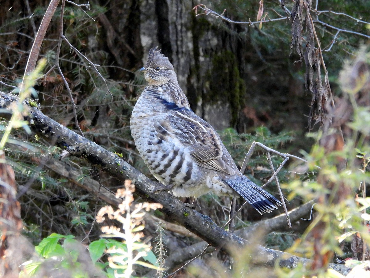 Ruffed Grouse - ML643671216