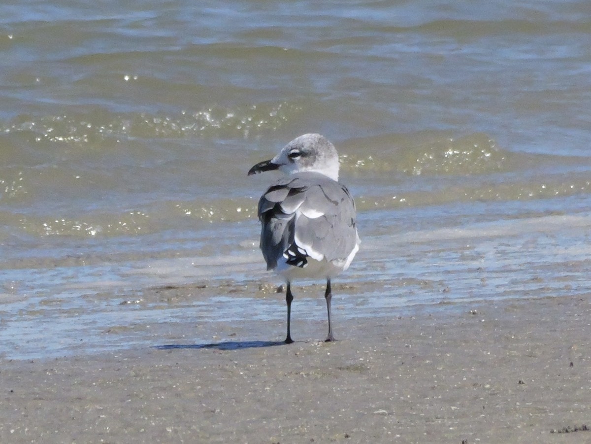 Laughing Gull - ML643671225