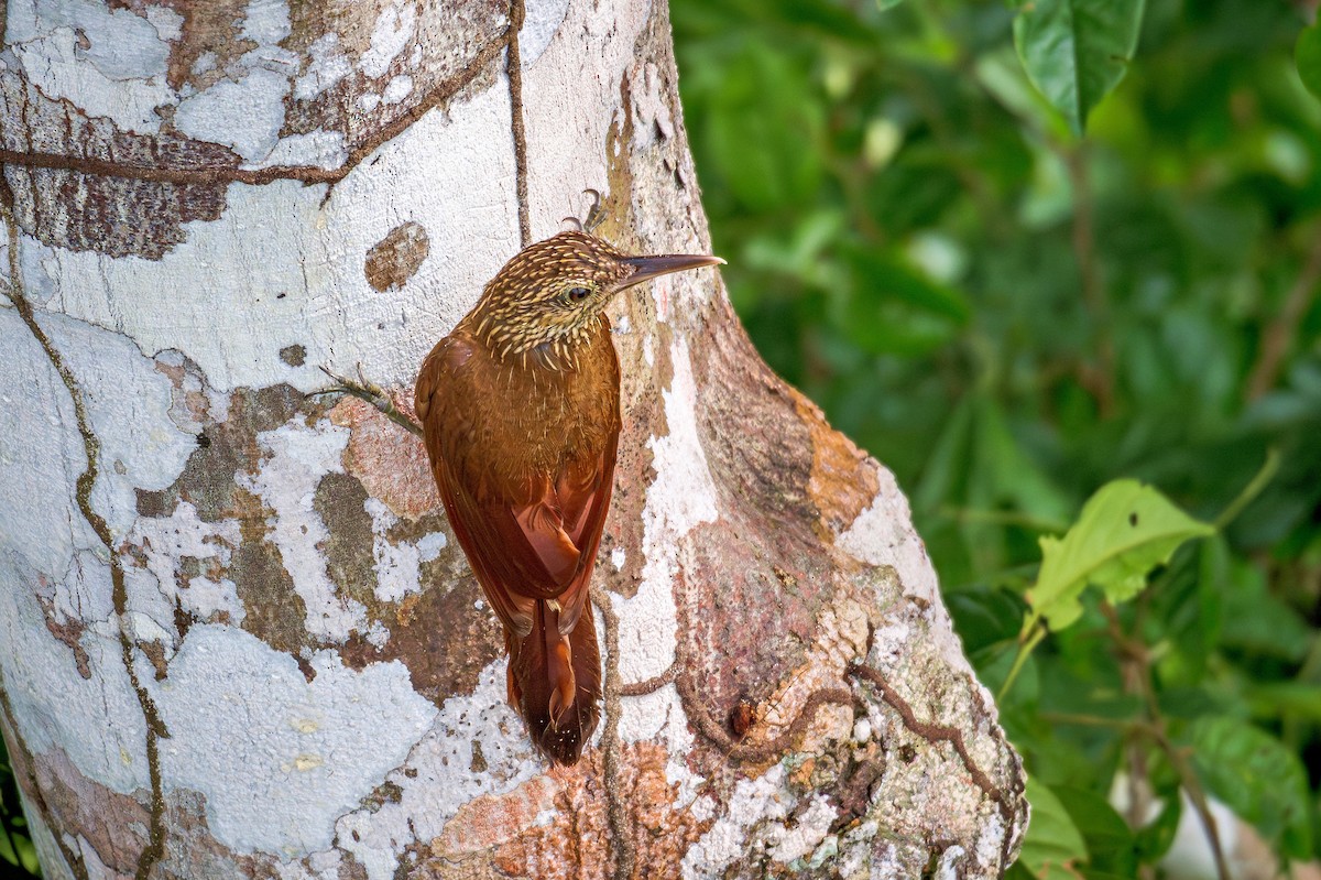 Black-banded Woodcreeper - ML643671240