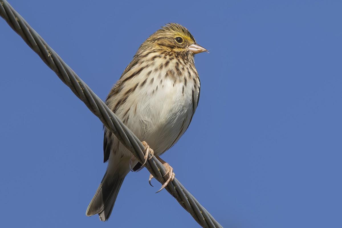 Savannah Sparrow - ML643671256