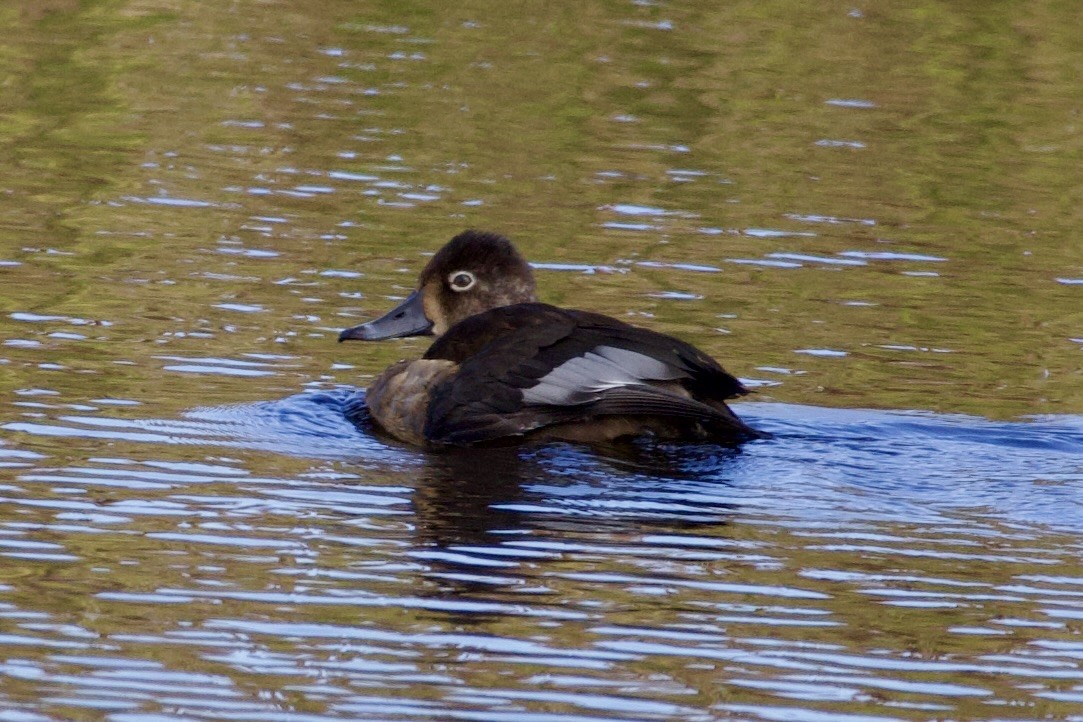 Ring-necked Duck - ML643671260
