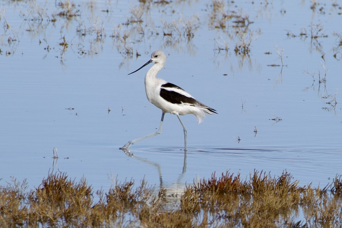 American Avocet - ML643671291
