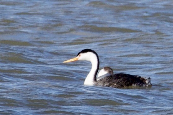 Clark's Grebe - ML643671311