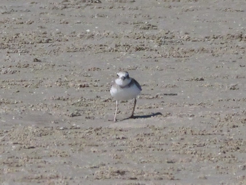 Semipalmated Plover - ML643671313