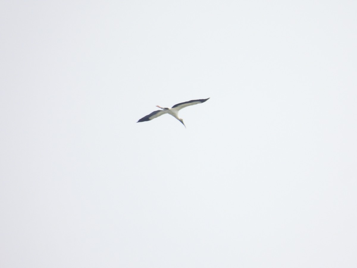 Wood Stork - ML643671318