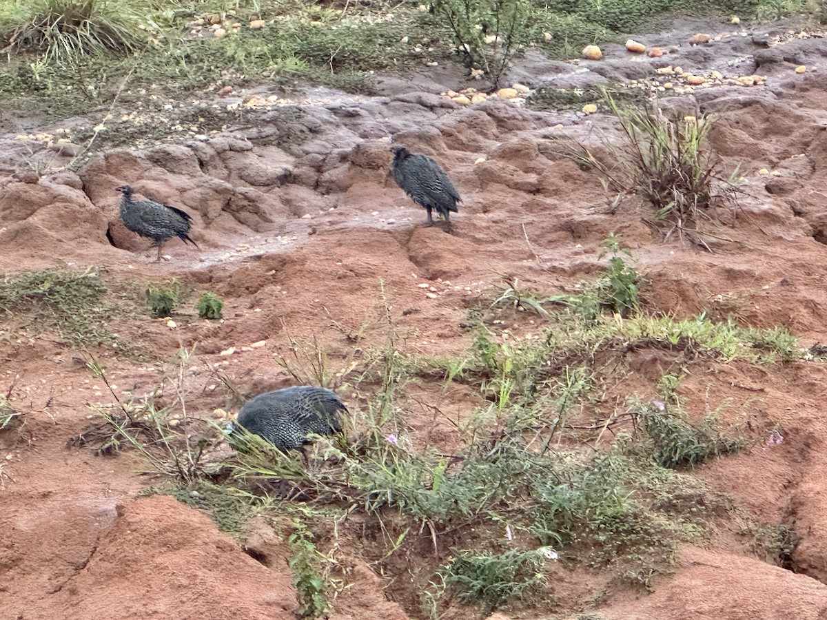 Helmeted Guineafowl - ML643671327