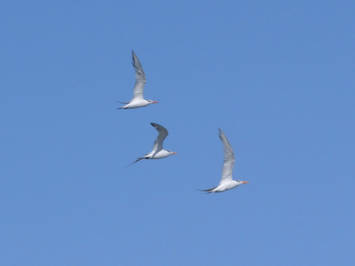 Royal Tern - ML643671330