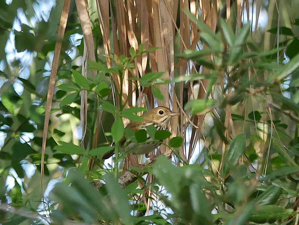 Ovenbird - ML643671331