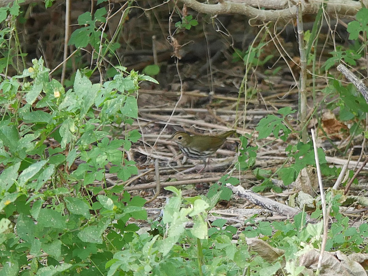 Ovenbird - ML643671333