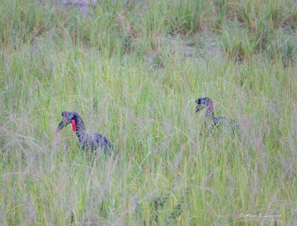 Abyssinian Ground-Hornbill - ML643671349