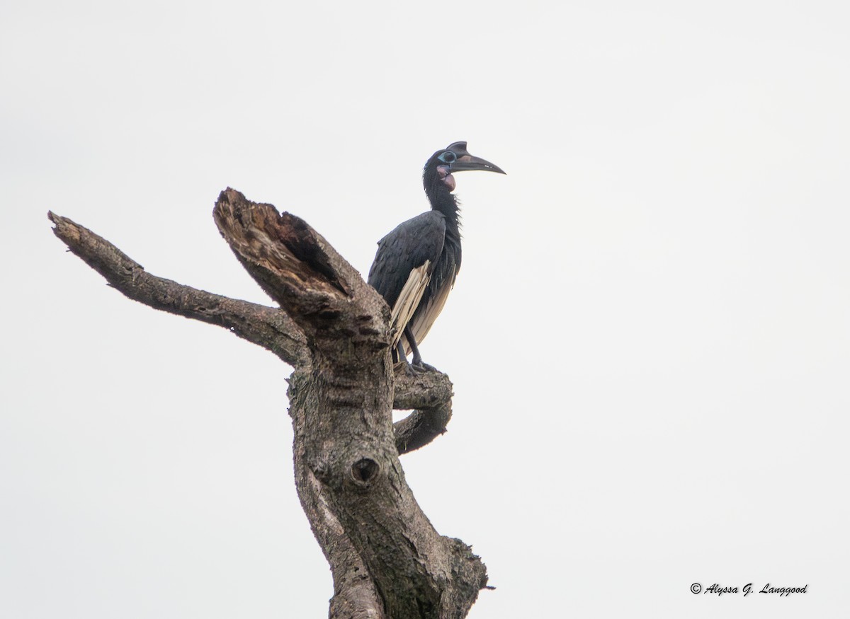 Abyssinian Ground-Hornbill - ML643671351