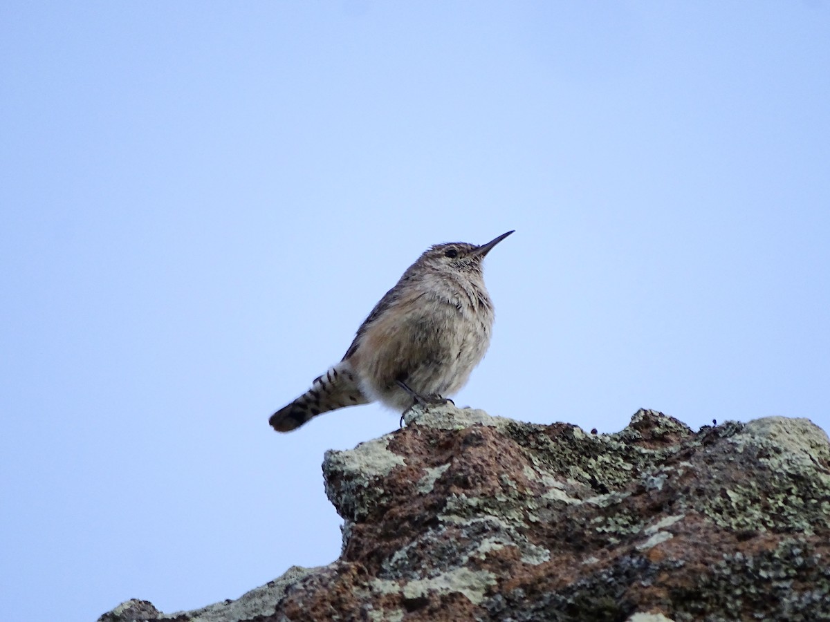 Rock Wren - ML643671355