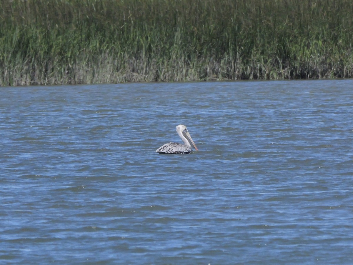 Brown Pelican (Atlantic) - ML643671361