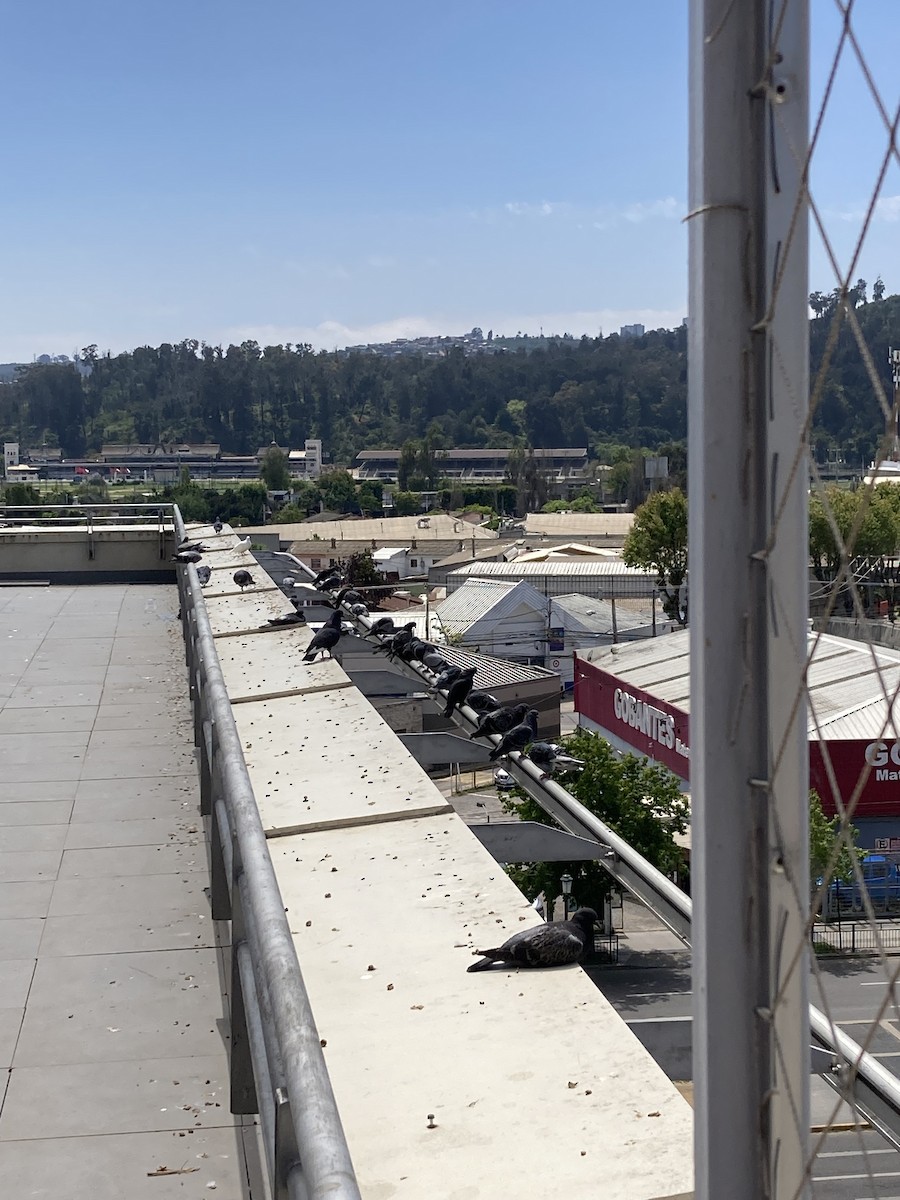 יונת בית - ML643671363