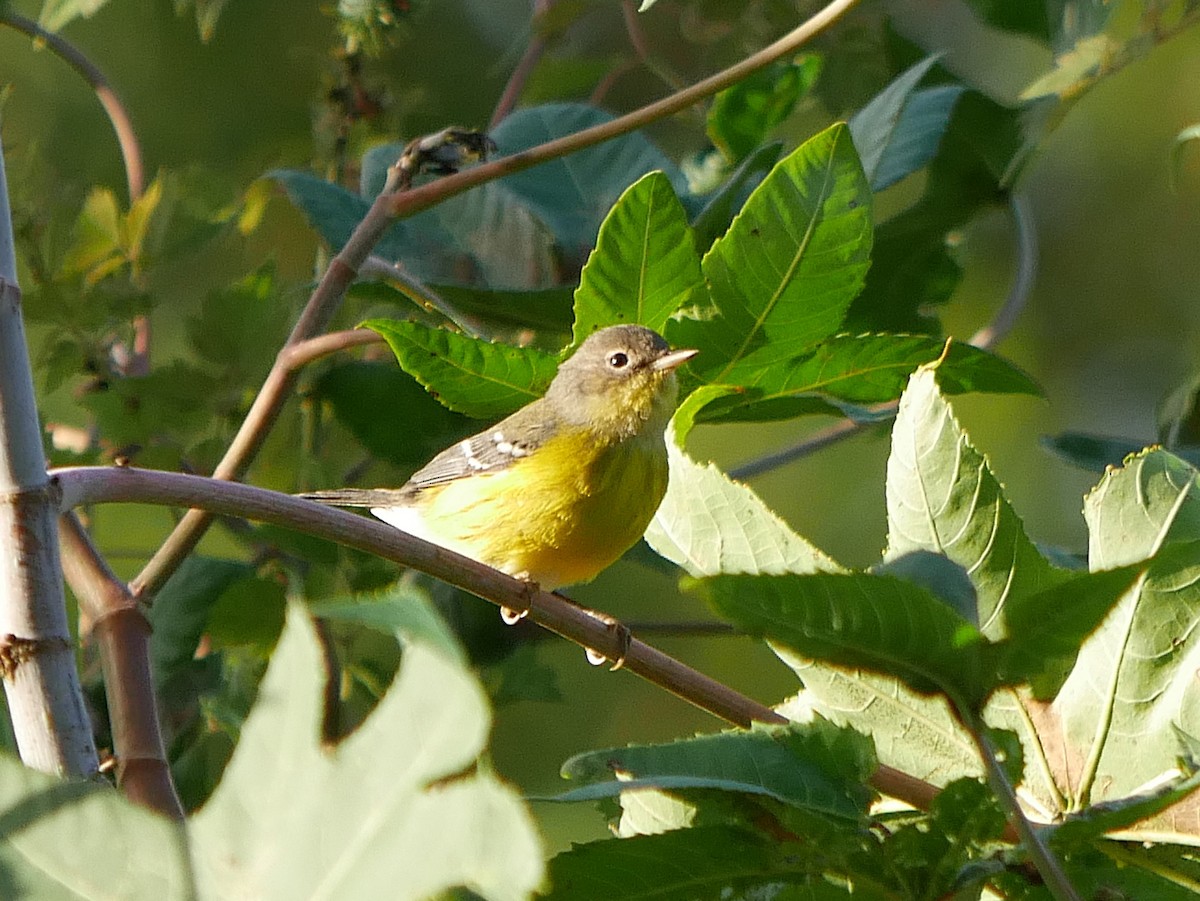 Magnolia Warbler - ML643671370