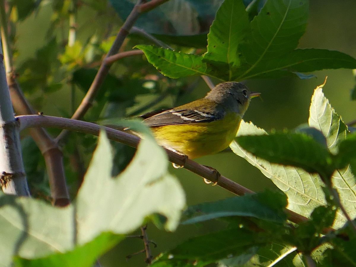 Magnolia Warbler - ML643671371