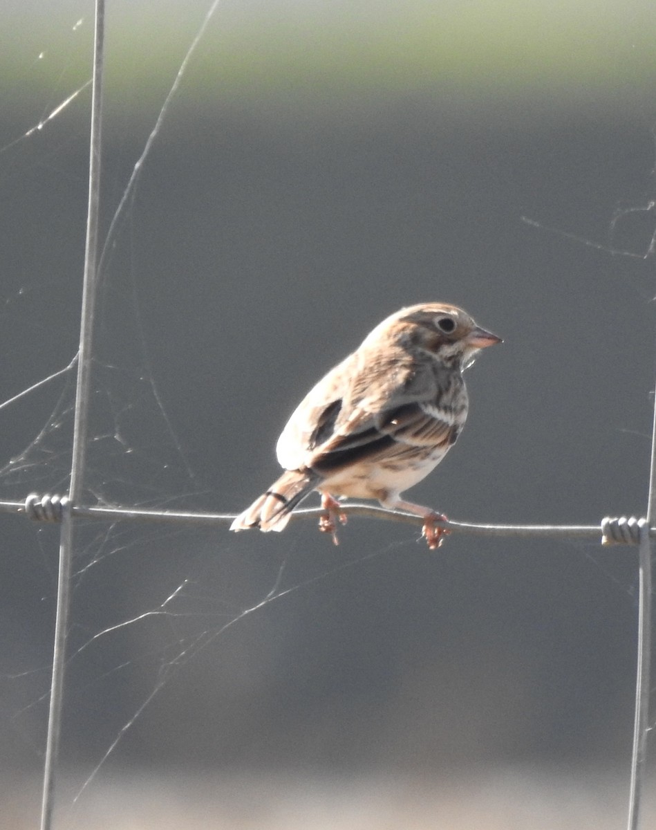 Vesper Sparrow - ML643671380
