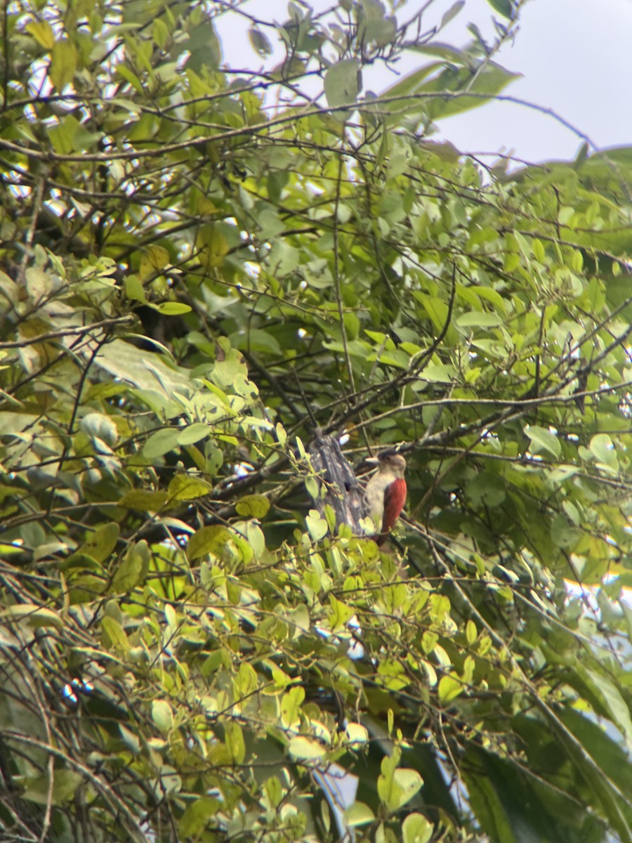 Scarlet-backed Woodpecker - ML643671382