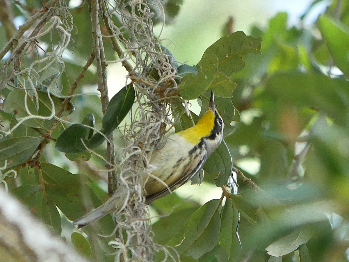 Yellow-throated Warbler - ML643671386
