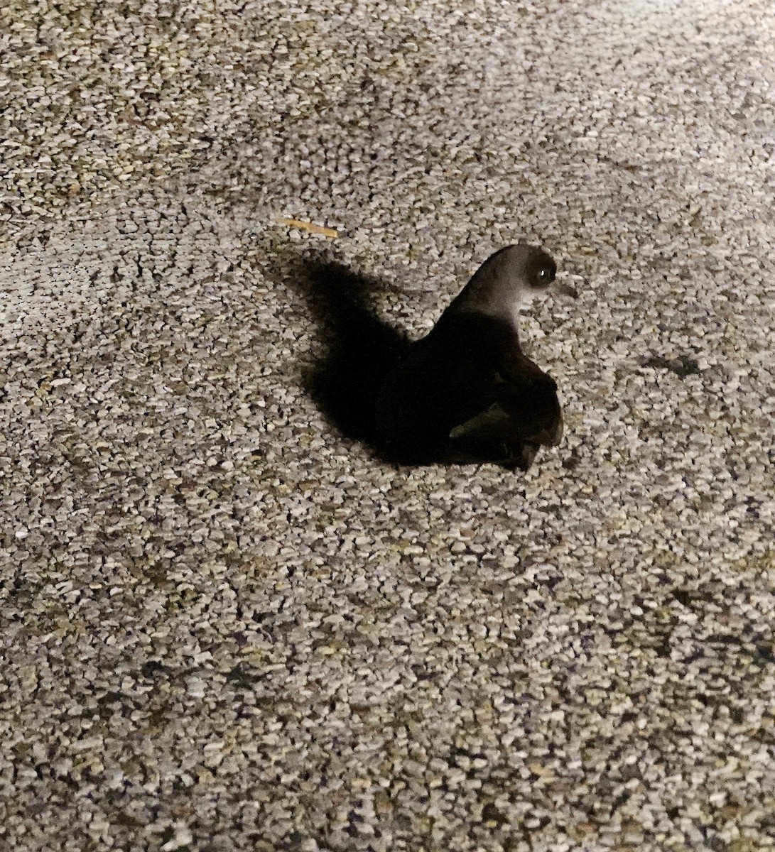 Little Penguin - ML643671425