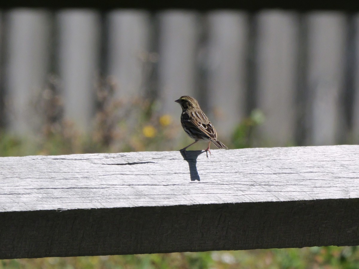 Savannah Sparrow (Savannah) - ML643671433
