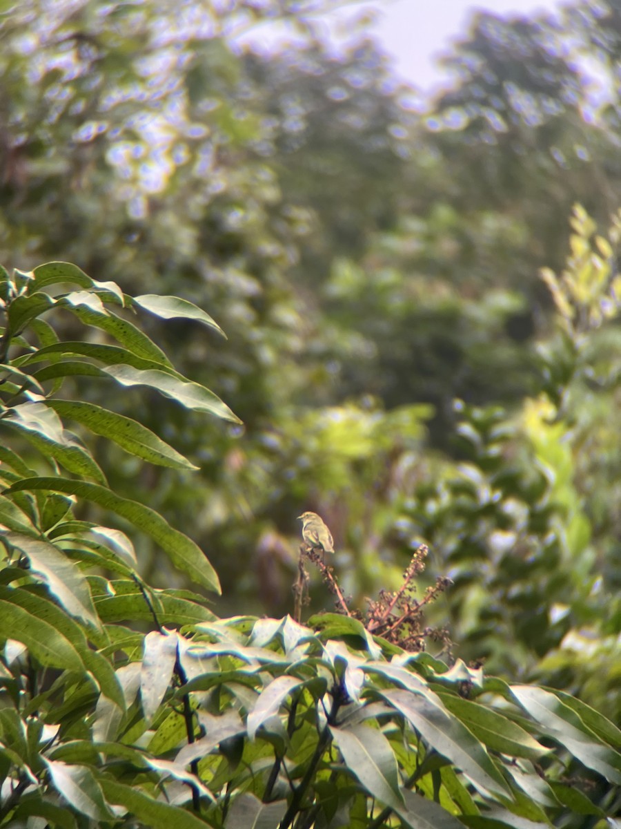 Choco Tyrannulet - ML643671434