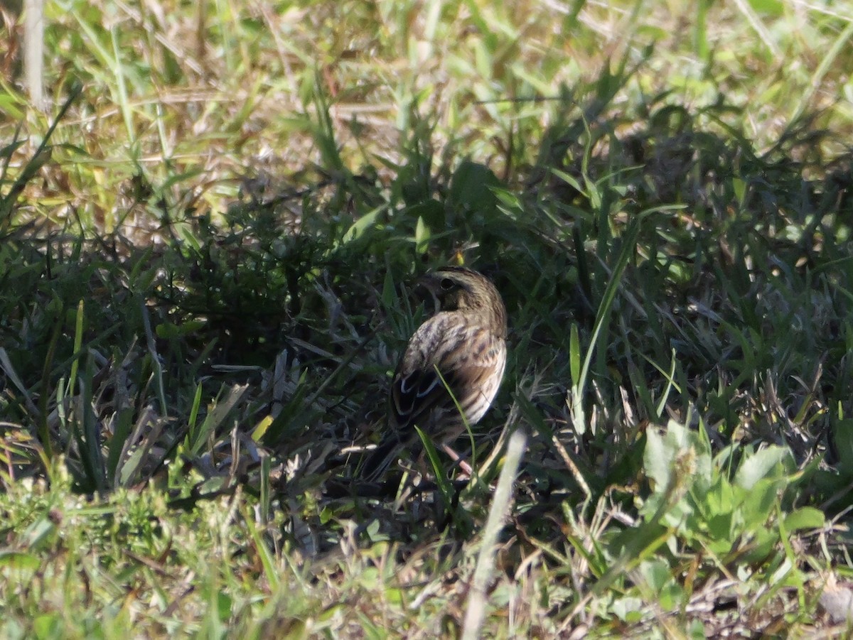 Savannah Sparrow (Savannah) - ML643671443