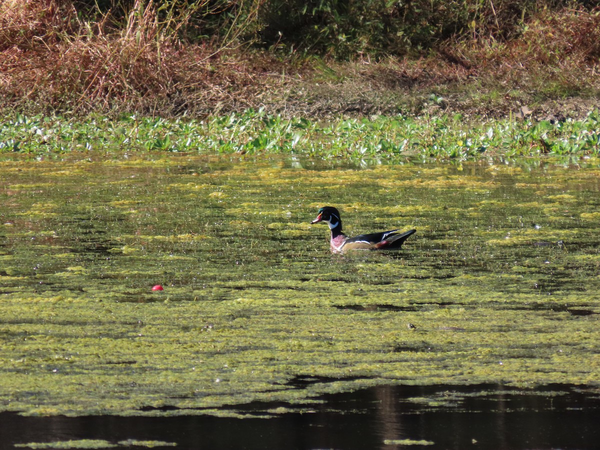 Wood Duck - ML643671444