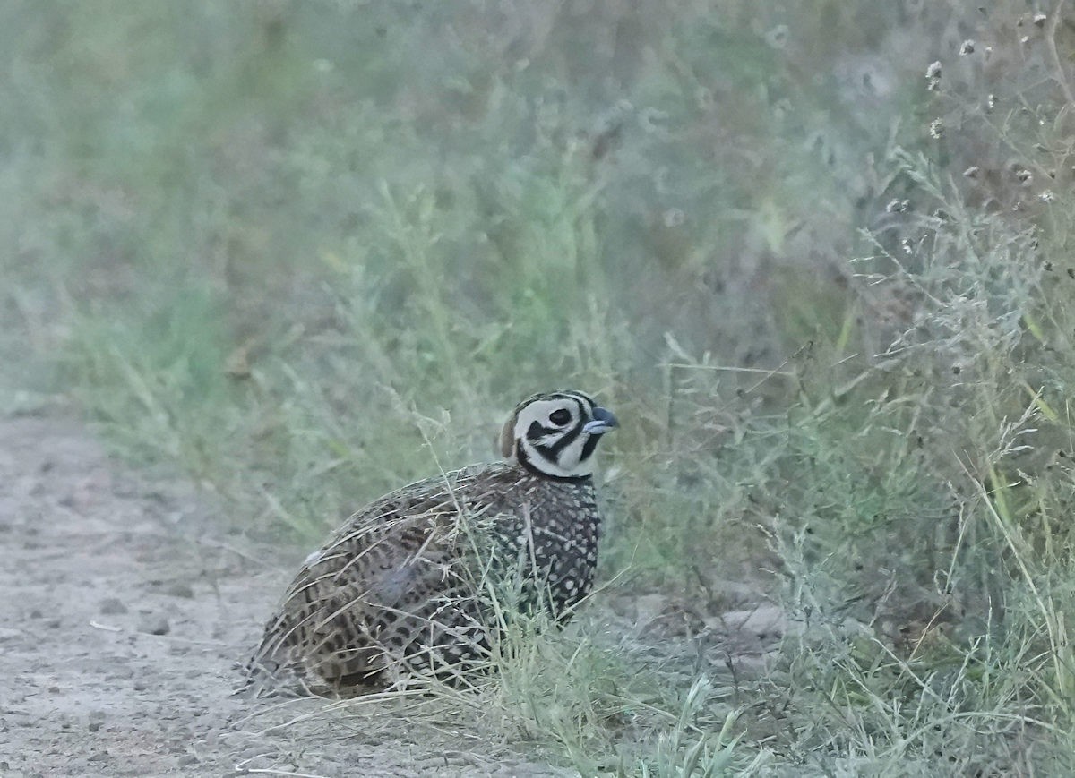 Montezuma Quail - ML643671450