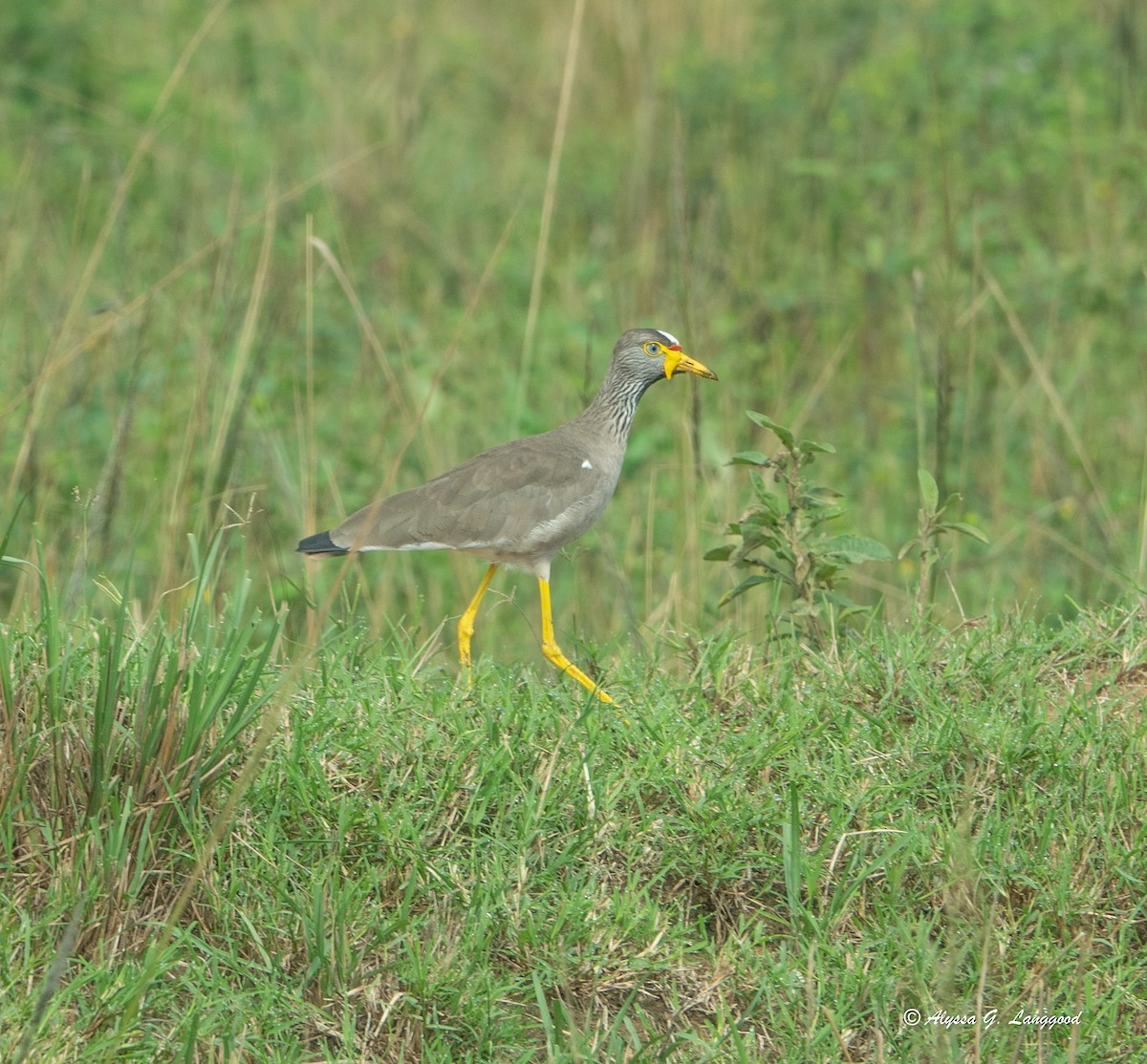 Wattled Lapwing - ML643671454