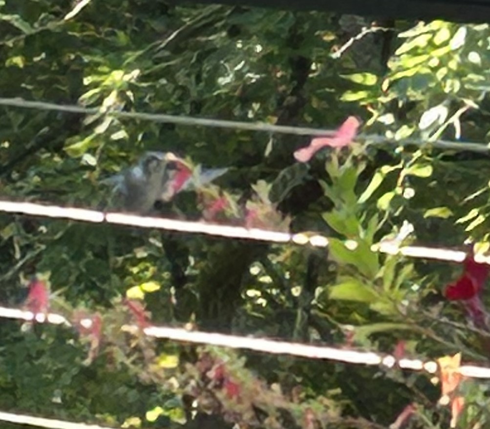 kalypta rubínohrdlá - ML643671456