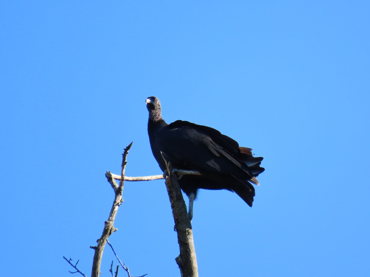 Black Vulture - ML643671473