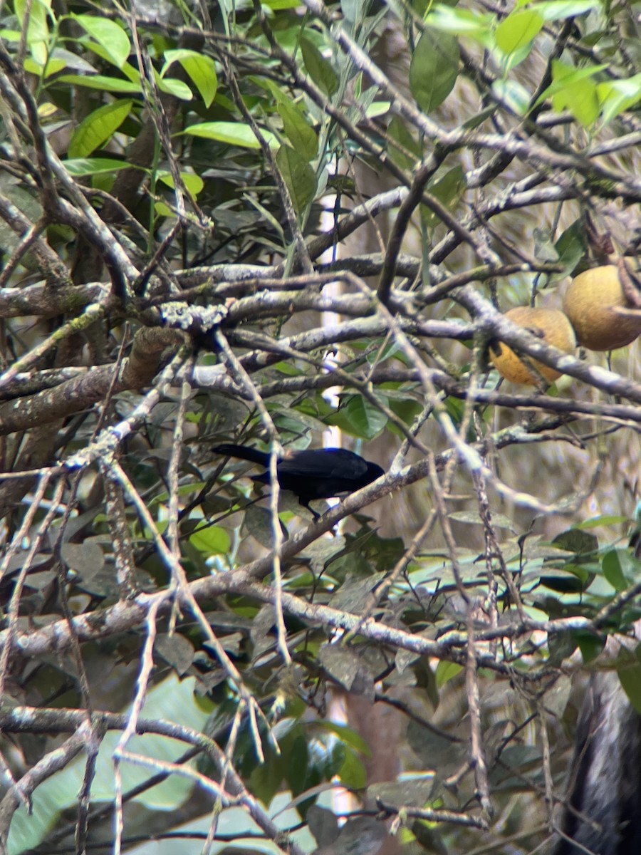 Scarlet-rumped Cacique - ML643671474