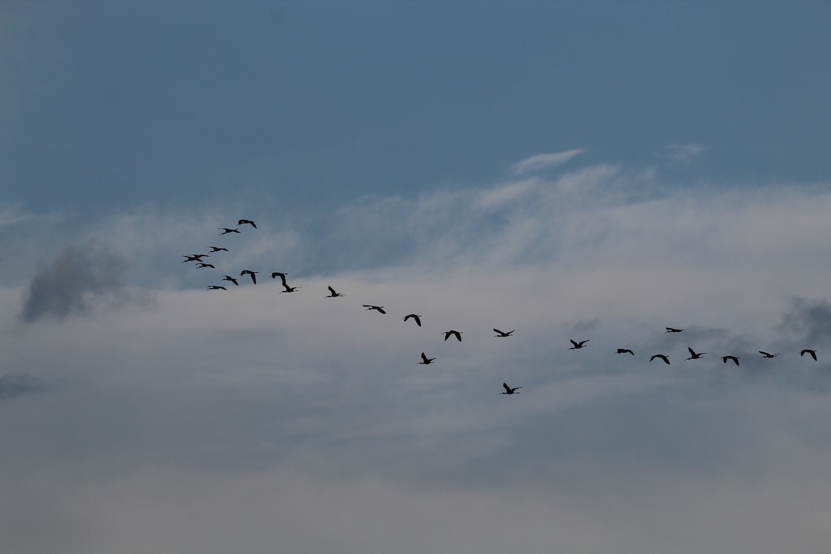 rødmaskeibis - ML643671490