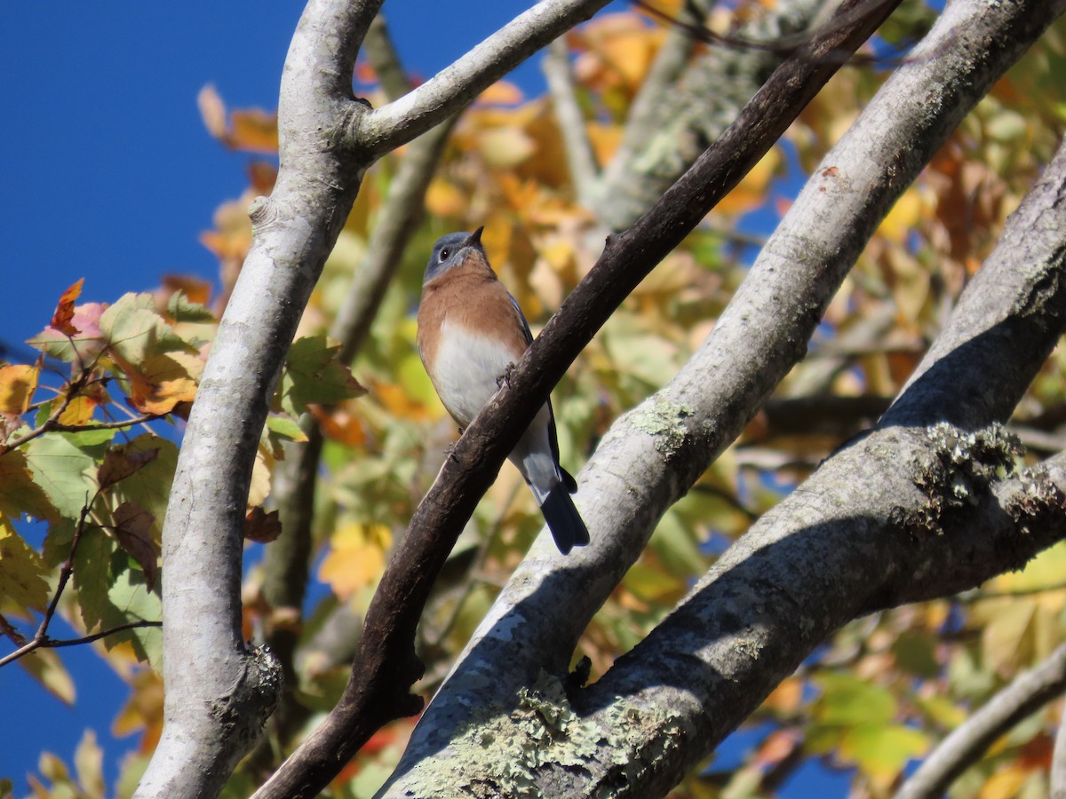 Eastern Bluebird - ML643671496