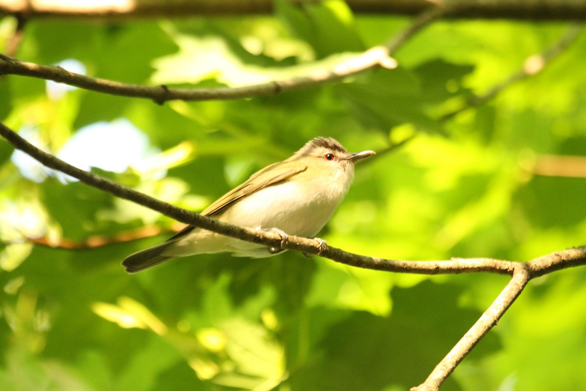 Vireo begigorria - ML643671512