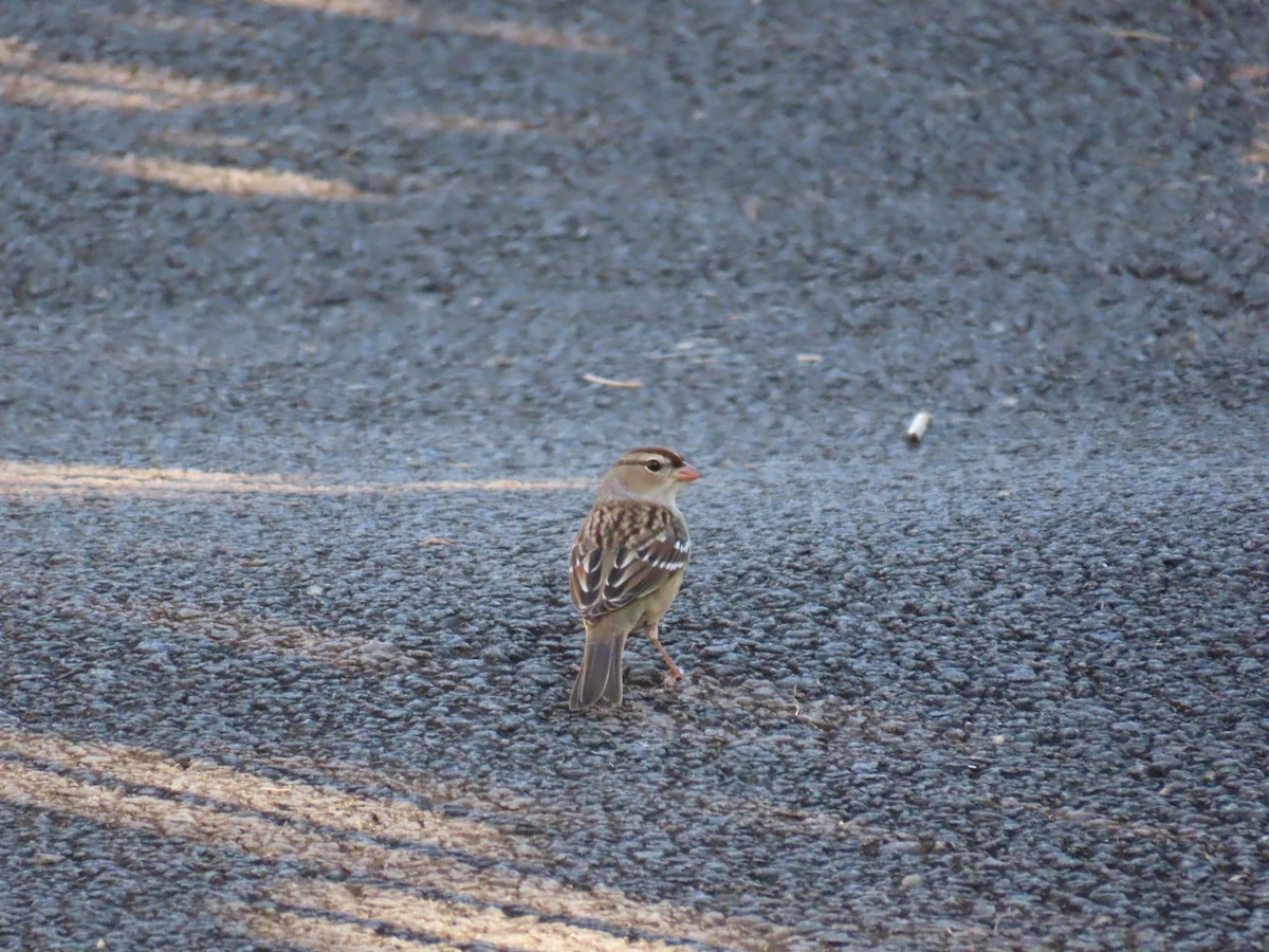 White-crowned Sparrow - ML643671519