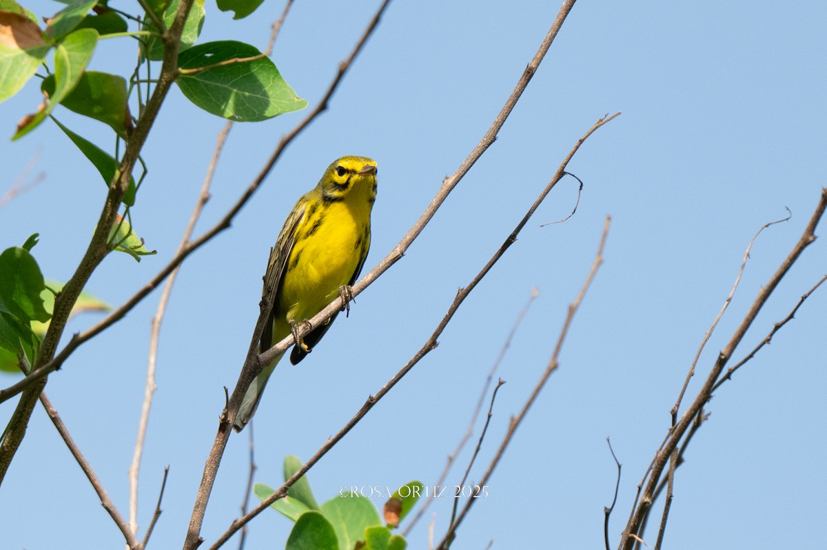 Prairie Warbler - ML643671521