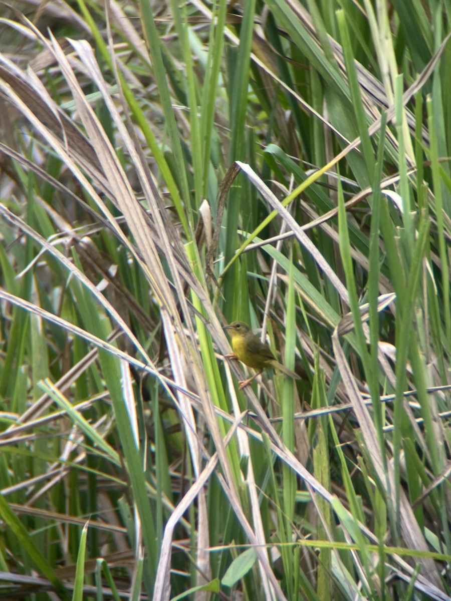 Olive-crowned Yellowthroat - ML643671523