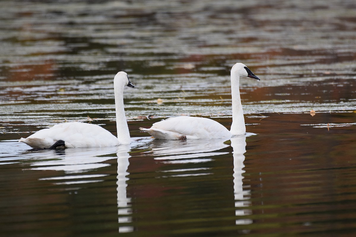 Cisne Trompetero - ML643671524