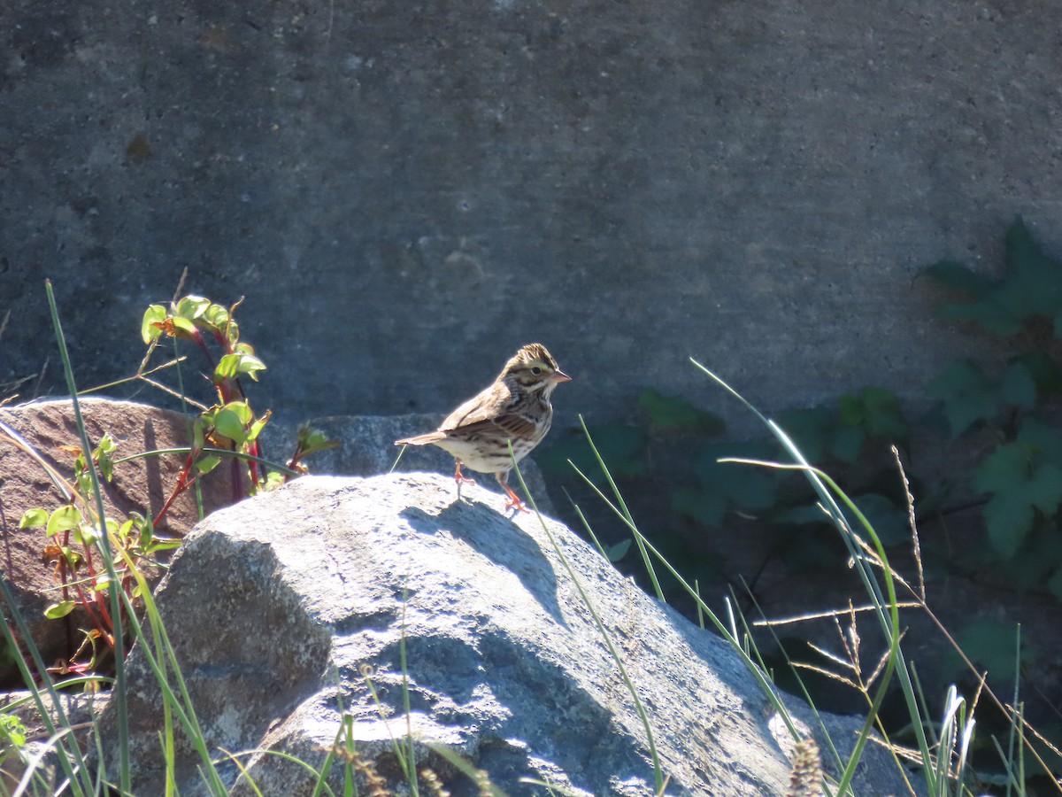 Savannah Sparrow - ML643671527