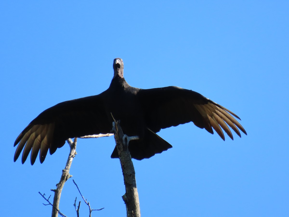 Black Vulture - ML643671537