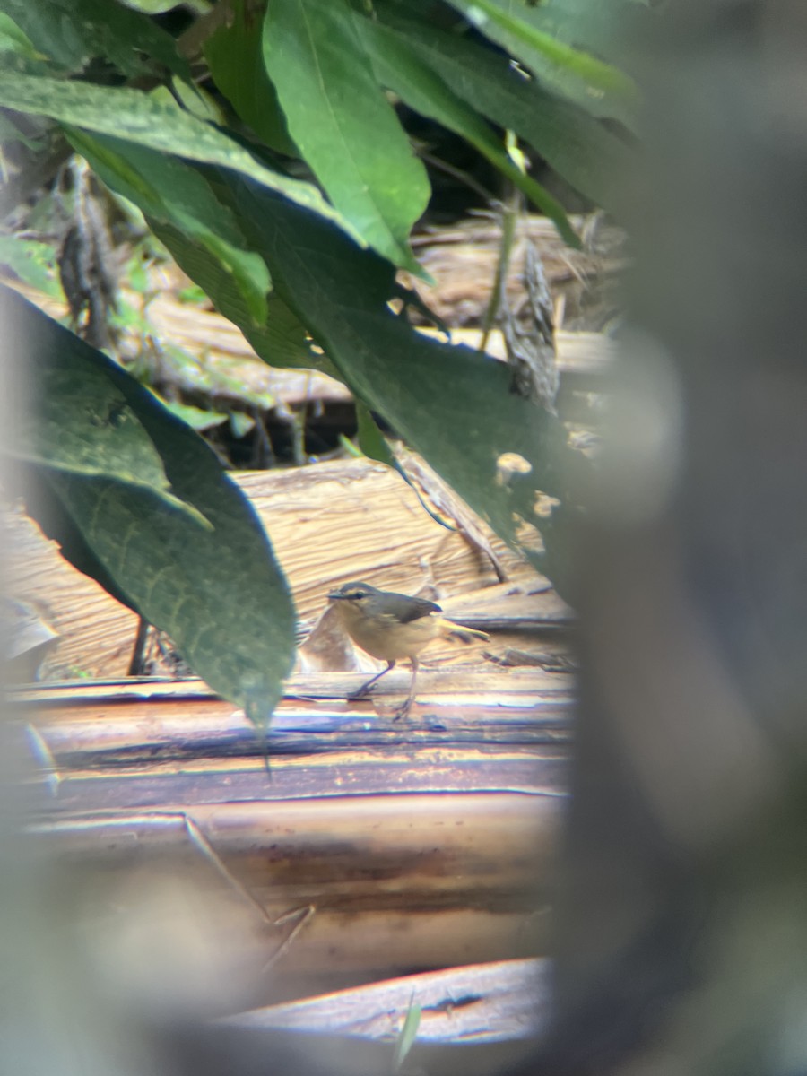 Buff-rumped Warbler - ML643671540