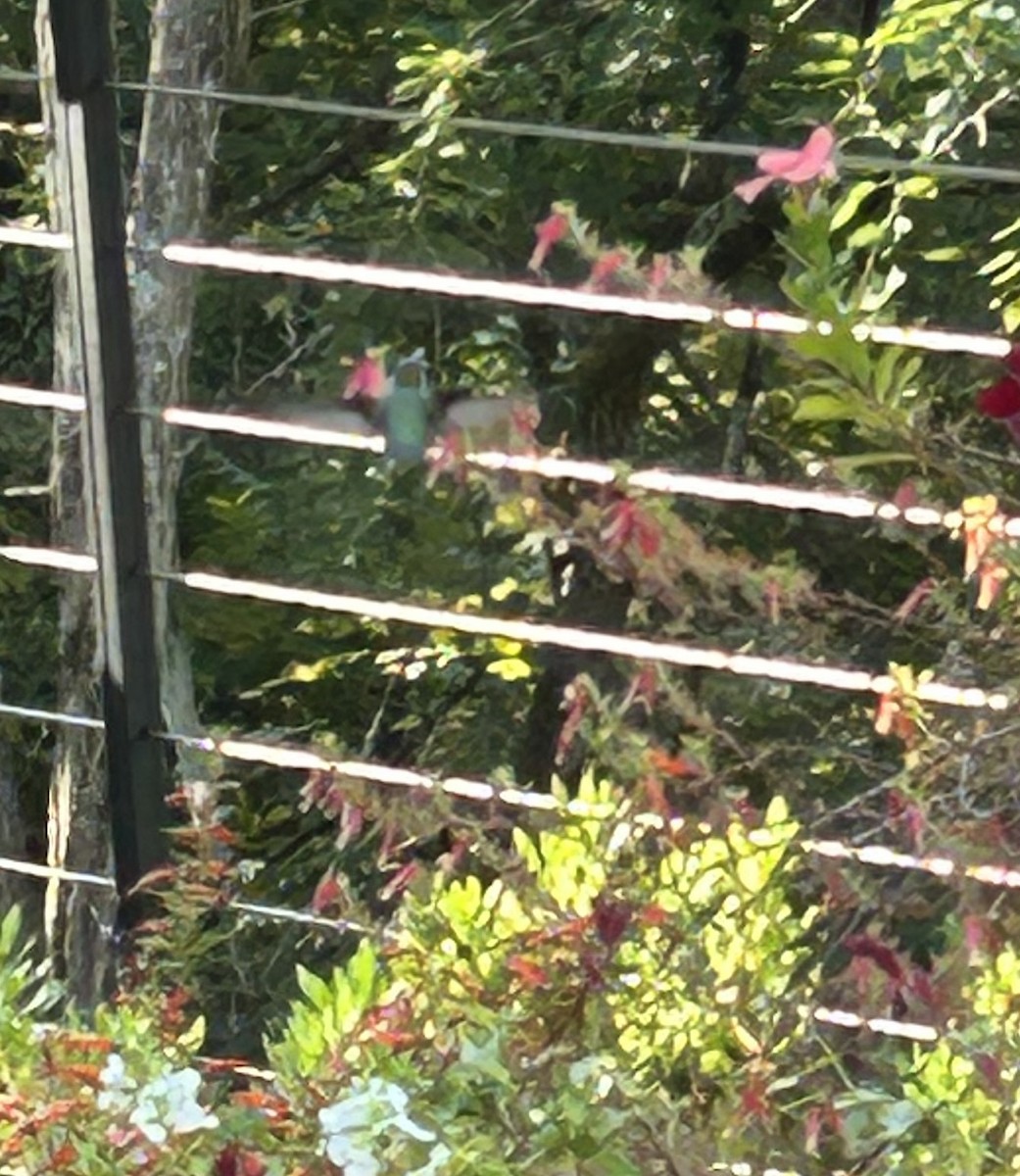 kalypta rubínohrdlá - ML643671550