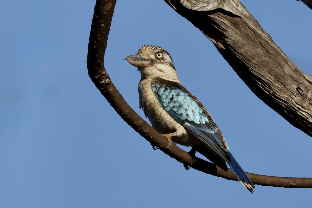 Blue-winged Kookaburra - ML643671577
